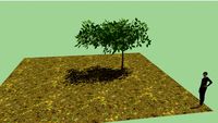 Arbol mediano. Hojas grandes
