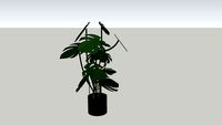 Philodendron Plant GHD