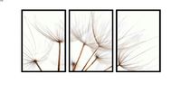 Quadros Dandelion Triptico Sepia 1, 2 e 3 - Ammo Quadros