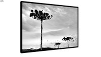 Quadro Araucaria - Ammo Quadros
