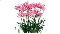 Nerine 'Zeal Giant' pink 2d follow me