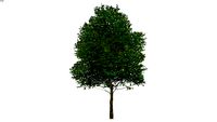 Carpinus betulus