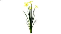 Narcissus 'Ara' (Daffodil)