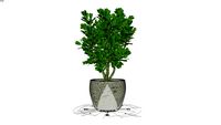 Potted Clusia.