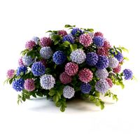 Hydrangea cluster