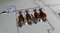 Buffalo Milking Sytem