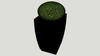 Buxus in pot