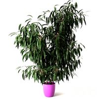 Nerium oleander