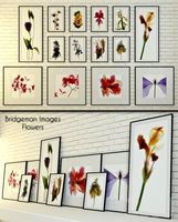 Bridgeman Images "Flowers"