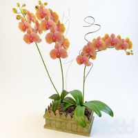 Orchid04