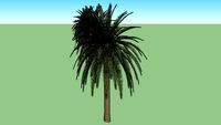 Palms near church