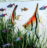BiOrb 15L Flow Aquarium