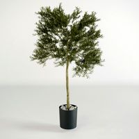 Small Olive Tree