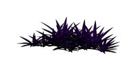 MAGUEY MORADO