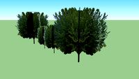 Trees at School Entrance