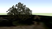 Tree at Mutton's Windmill