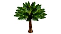 palmeira