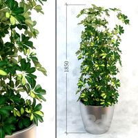 Schefflera / Column