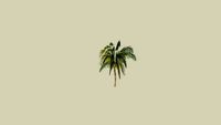 palmera