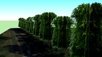 Lime Trees, The Avenue (North) Godmanchester