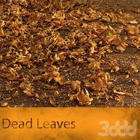 Dead Leaves