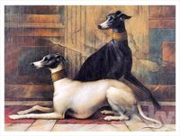 Pictures of animals