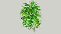 Areca Triandra