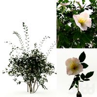 Rosa Sanina, Wild rose