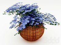 цветы в корзинке