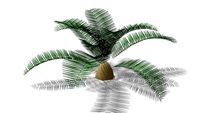 Sago palm plant