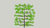 beech pleached