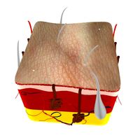 Human Skin 3D Model