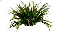 Green grassy shrub