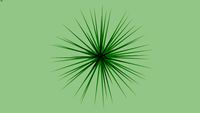 Yucca