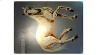 Peinture Le Cheval