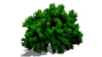 Pinus mugo 'Pumilio'- Dwarf mugo pine- Kosodrzewina