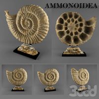 Ammonoidea