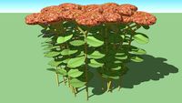 Sedum