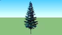 Spruce Blue Picea pungens