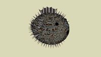 pufferfish