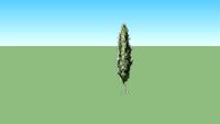 2d Swedish Columnar Aspen