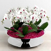 Орхидеи Phalaenopsis Mini