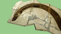 anguila fossil