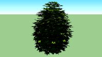 Ilex 'Needlepoint'