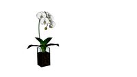 Planta_5