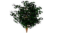 wax myrtle