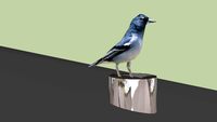 pinzon azul