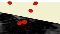 tomatoes