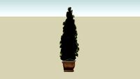 box tree in a pot