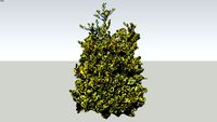 Ilex 1